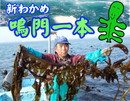 新わかめ「鳴門一本」(原そうわかめ)3月19日(水)着日指定ご予約